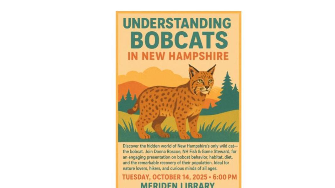 Bobcat